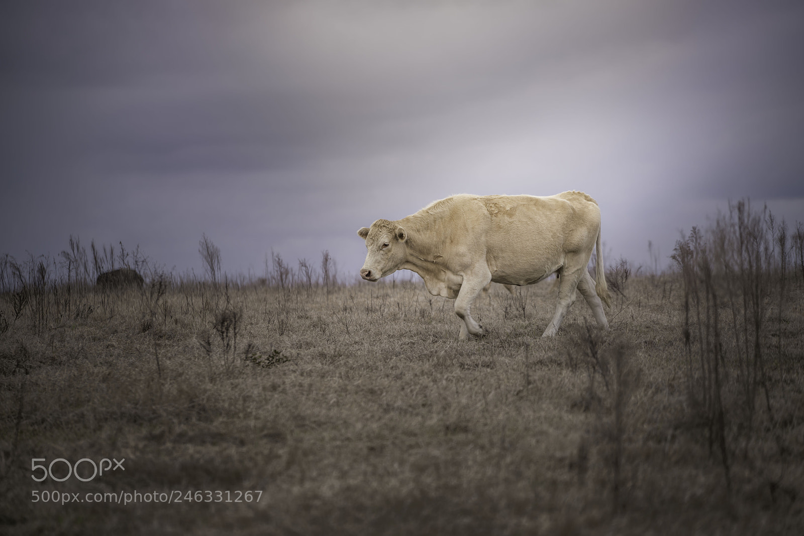 Sony a7R II sample photo. Bessy photography