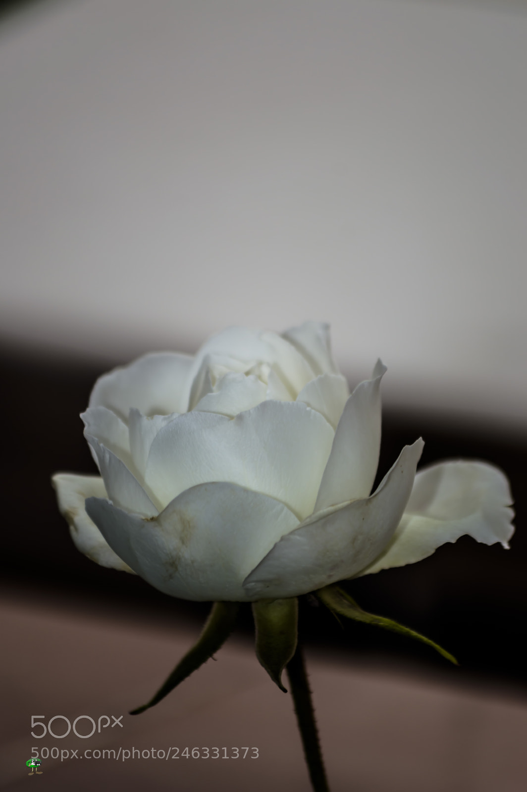 Nikon D3200 sample photo. Flores photography