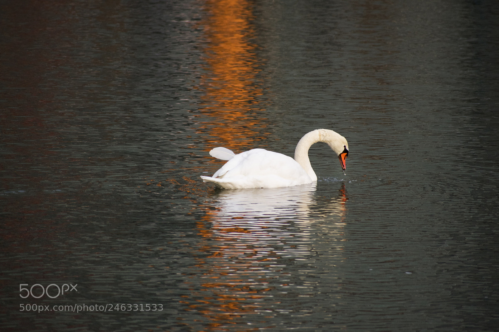 Nikon D3400 sample photo. Swanning around photography