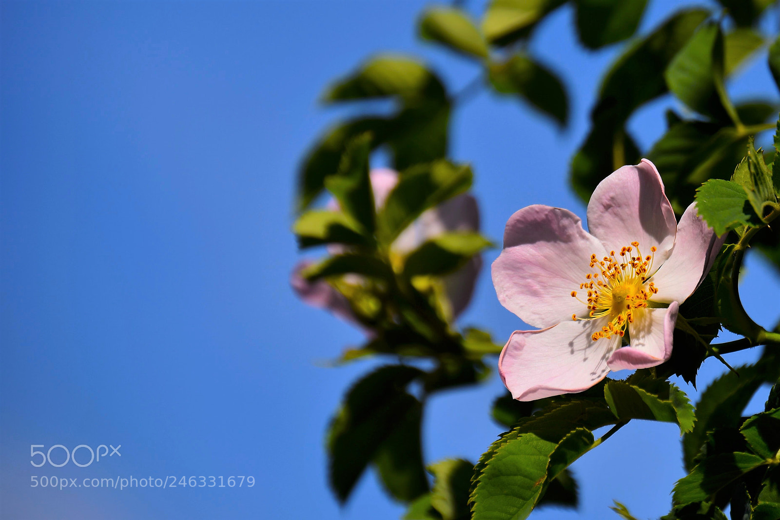 Nikon D5500 sample photo. Wild rose photography