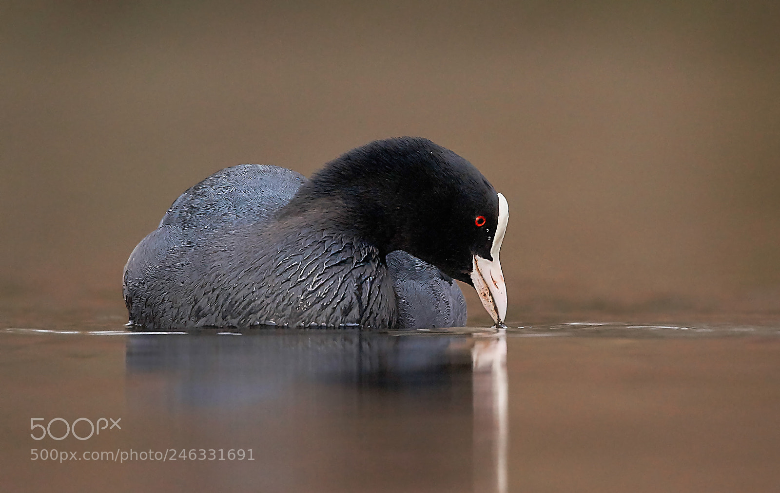 Sony SLT-A58 sample photo. Eurasian coot photography
