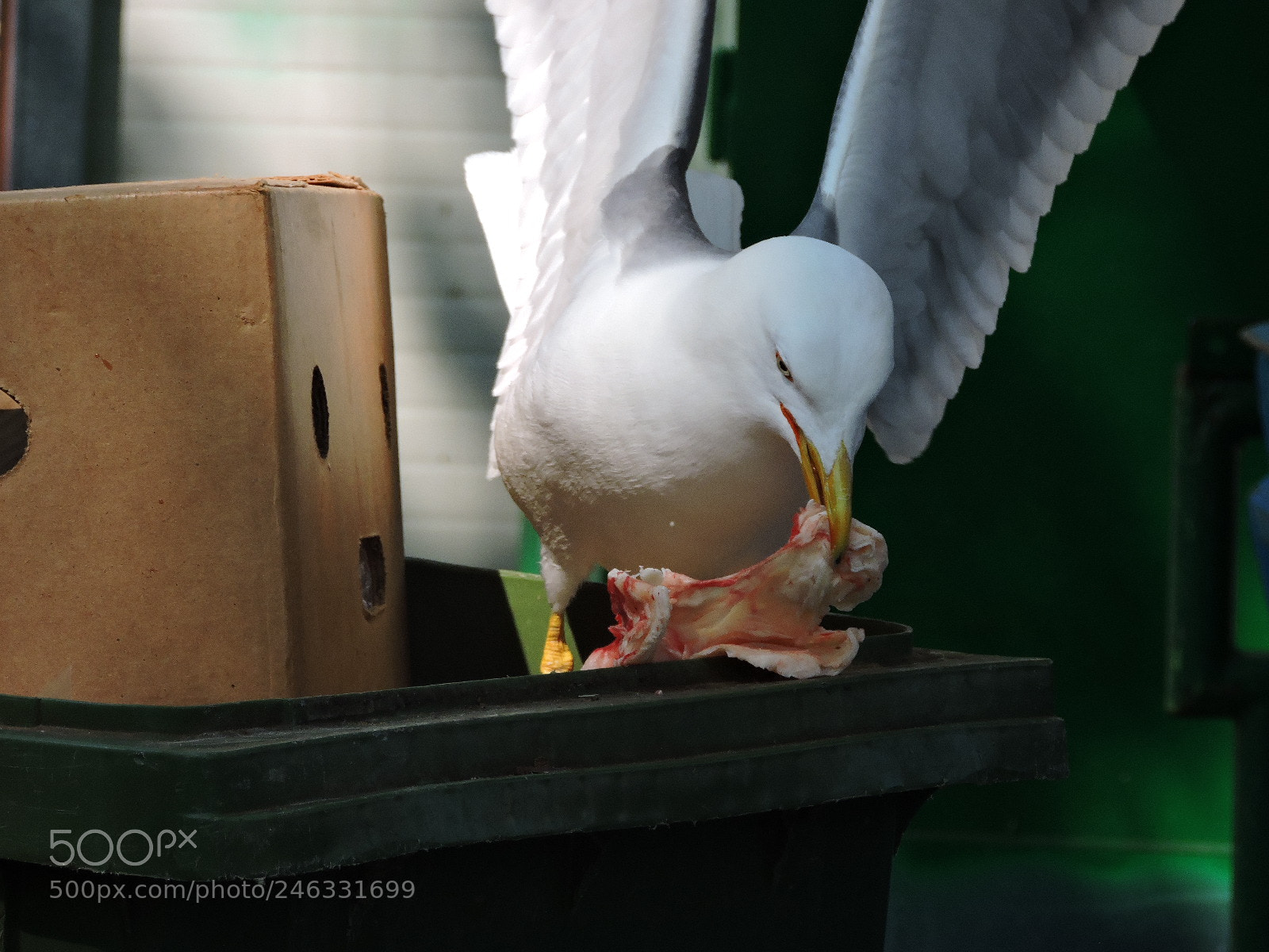 Nikon Coolpix P530 sample photo. Gull eating meat 2 photography