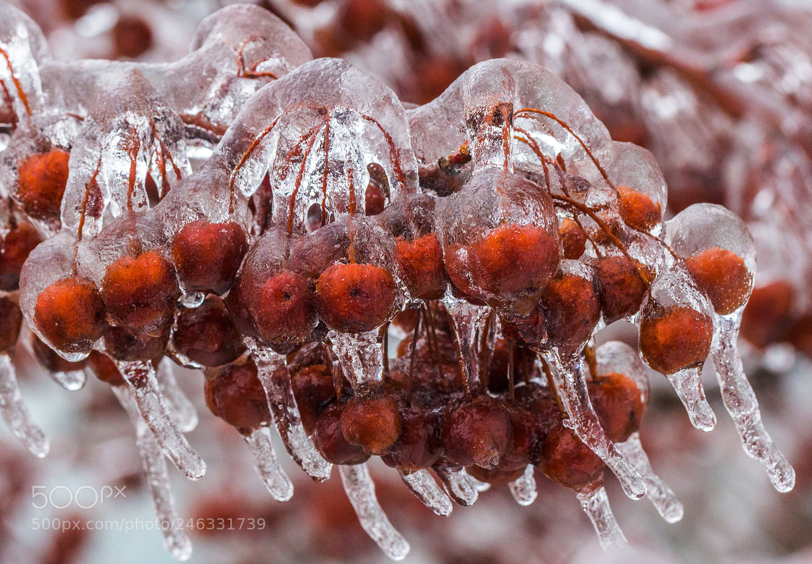 Canon EOS 60D sample photo. Frozen photography