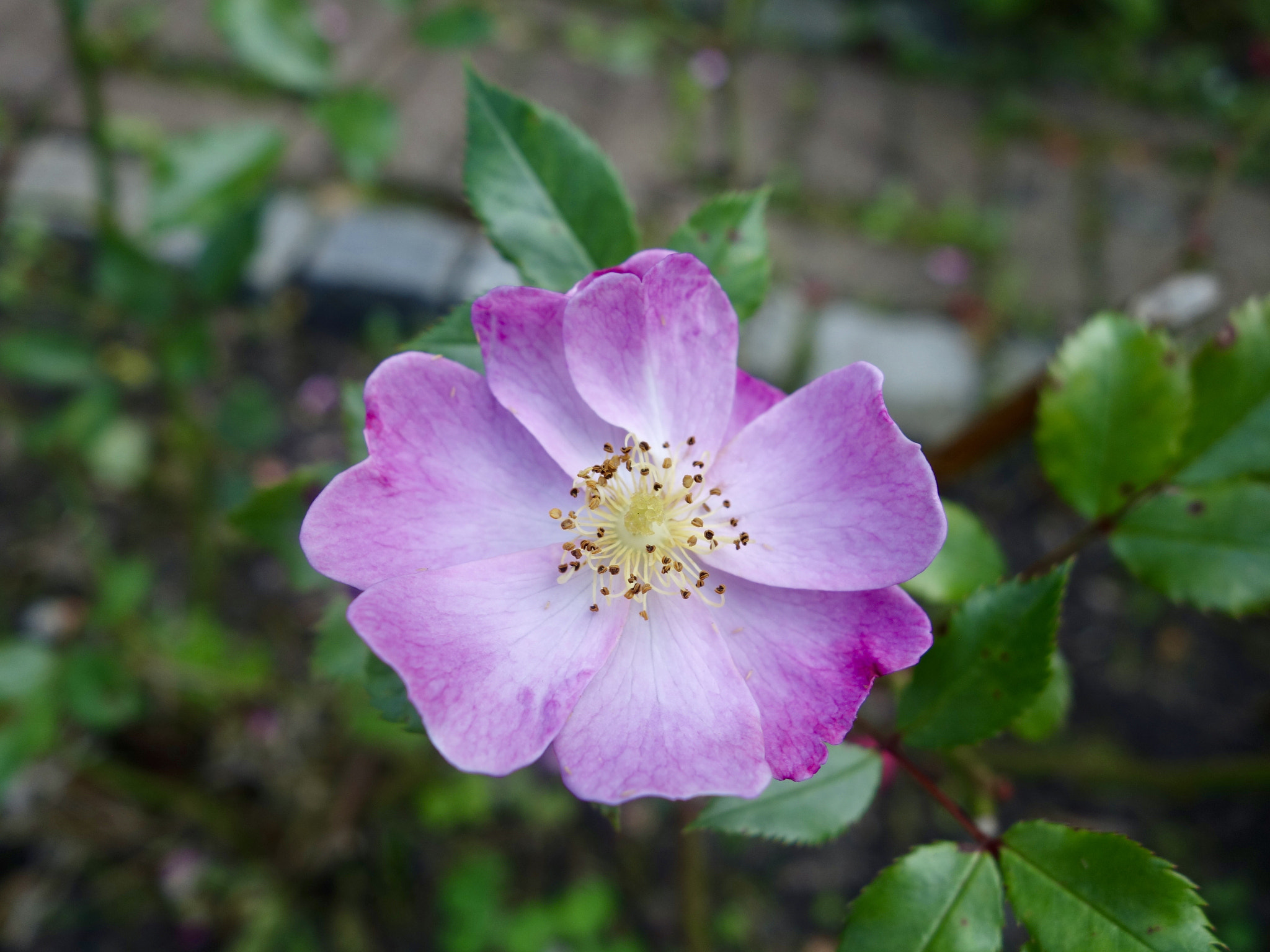 Sony Cyber-shot DSC-QX100 sample photo. A rose photography