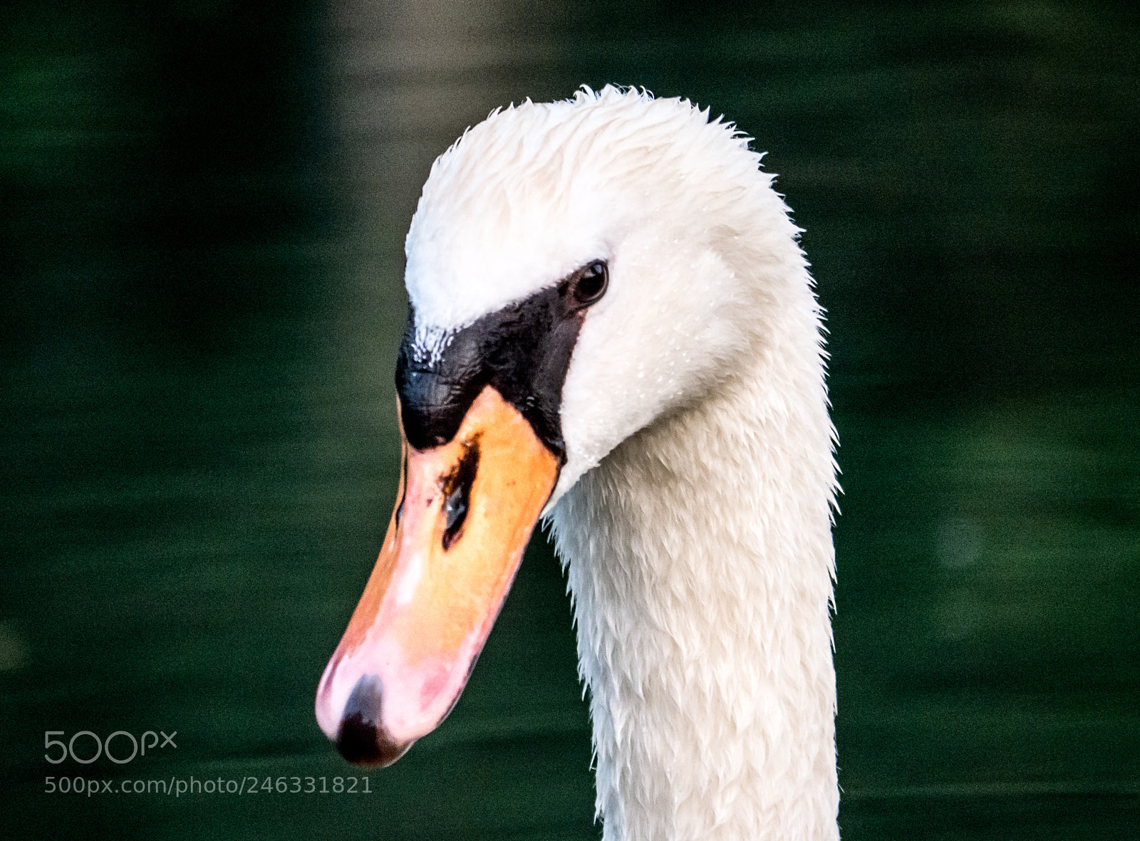Panasonic DMC-G70 sample photo. Swan photography