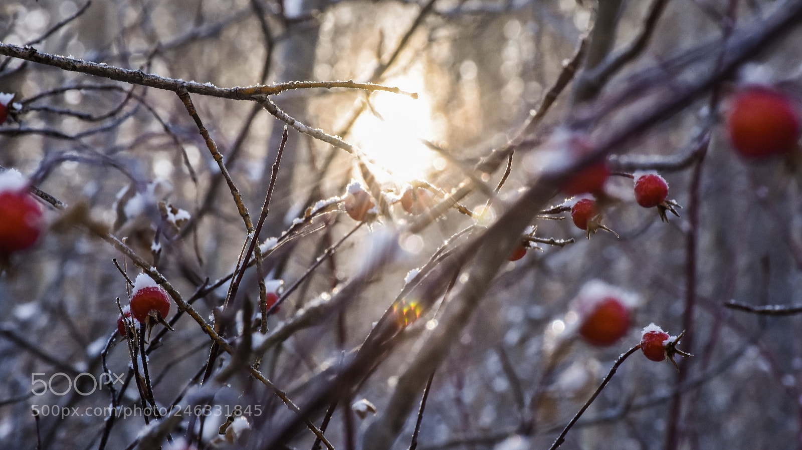 Nikon D7200 sample photo. Like for berries photography