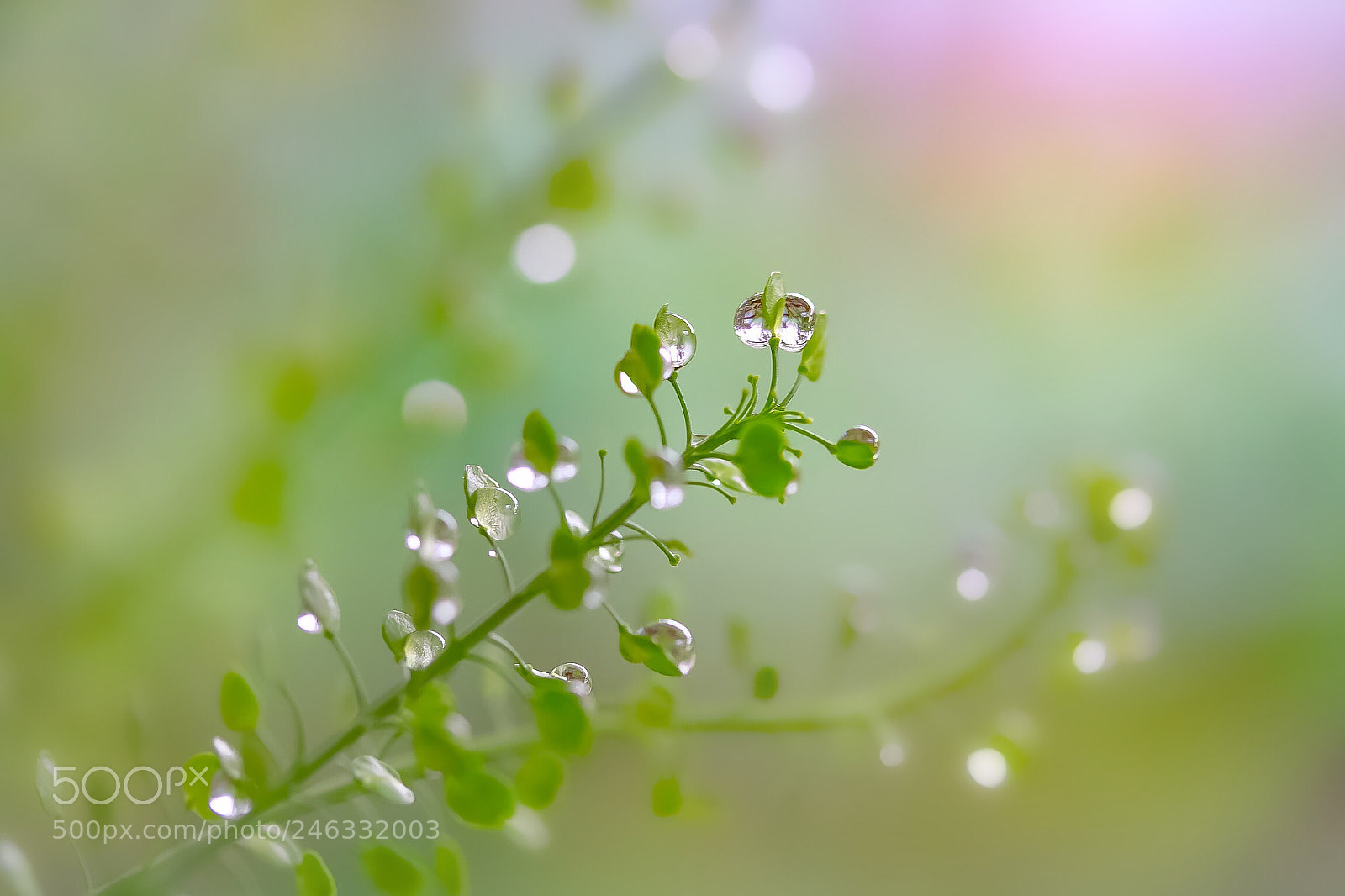 Canon EOS 760D (EOS Rebel T6s / EOS 8000D) sample photo. Rejoice in the rain photography