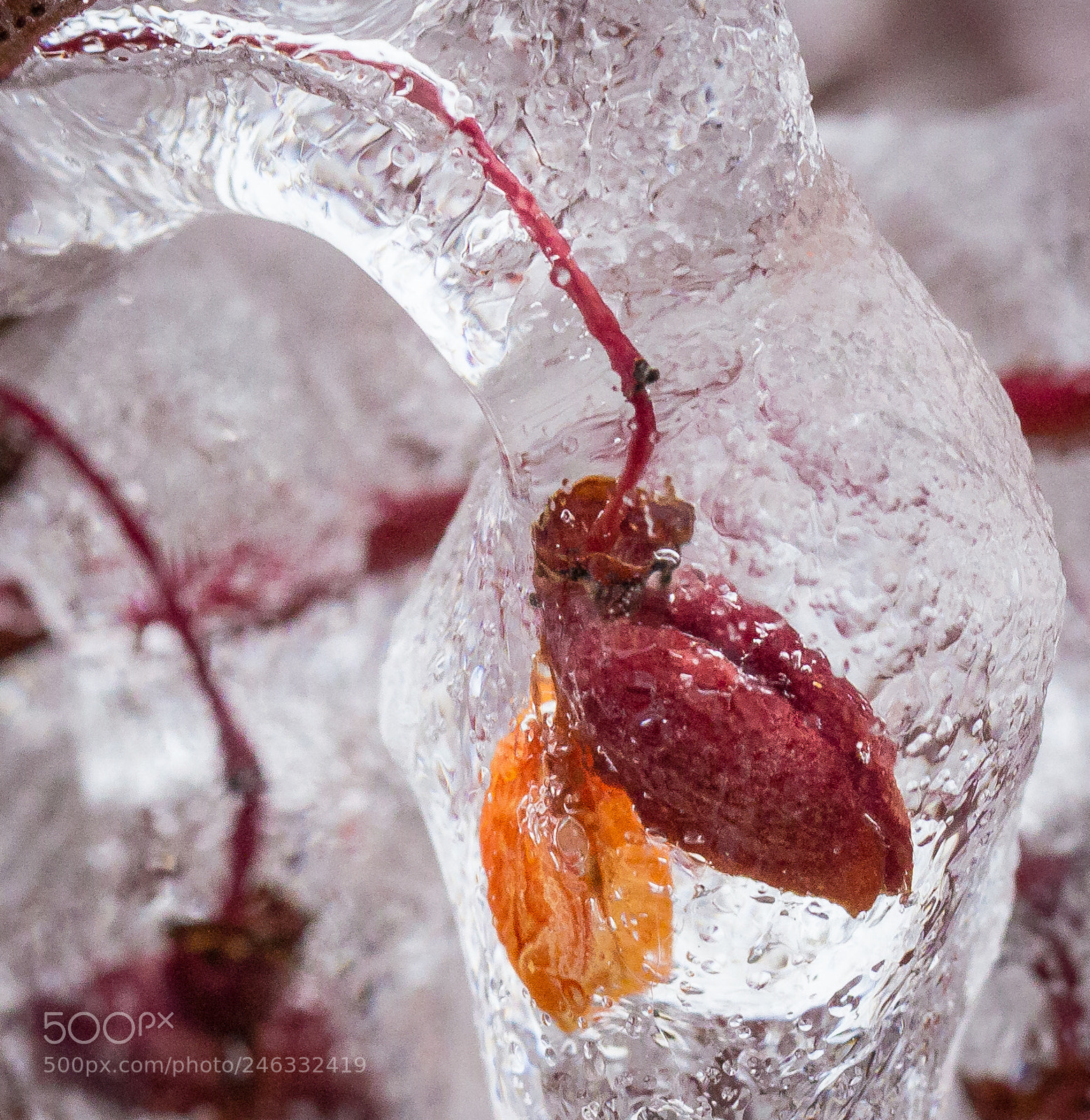 Canon EOS 60D sample photo. Frozen photography