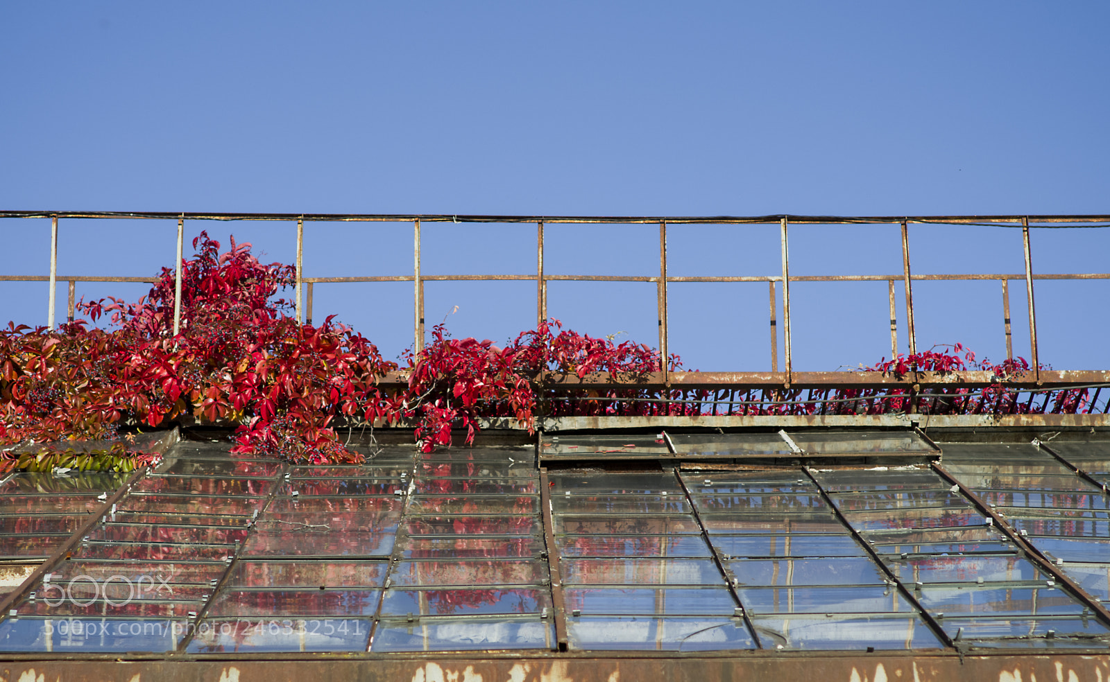 Pentax K-30 sample photo. Bluered photography