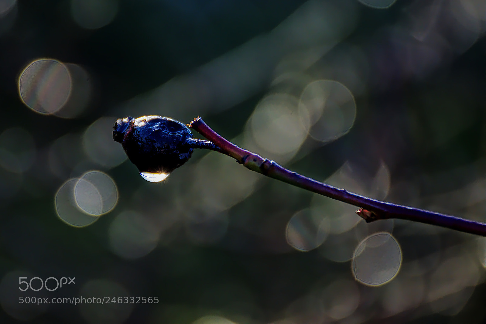 Nikon D7200 sample photo. Mumification photography
