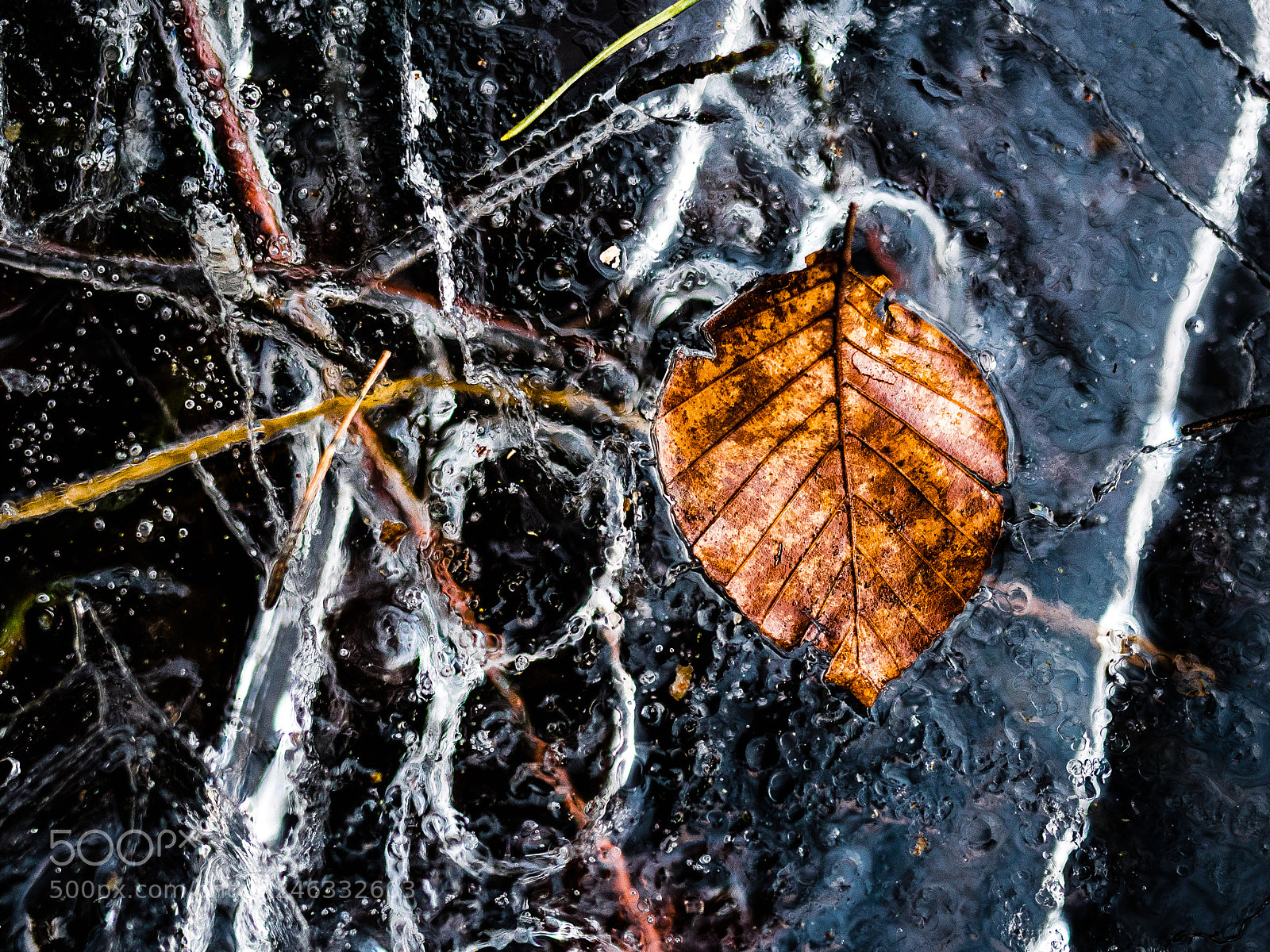 Nikon D810 sample photo. Frozen leaf photography