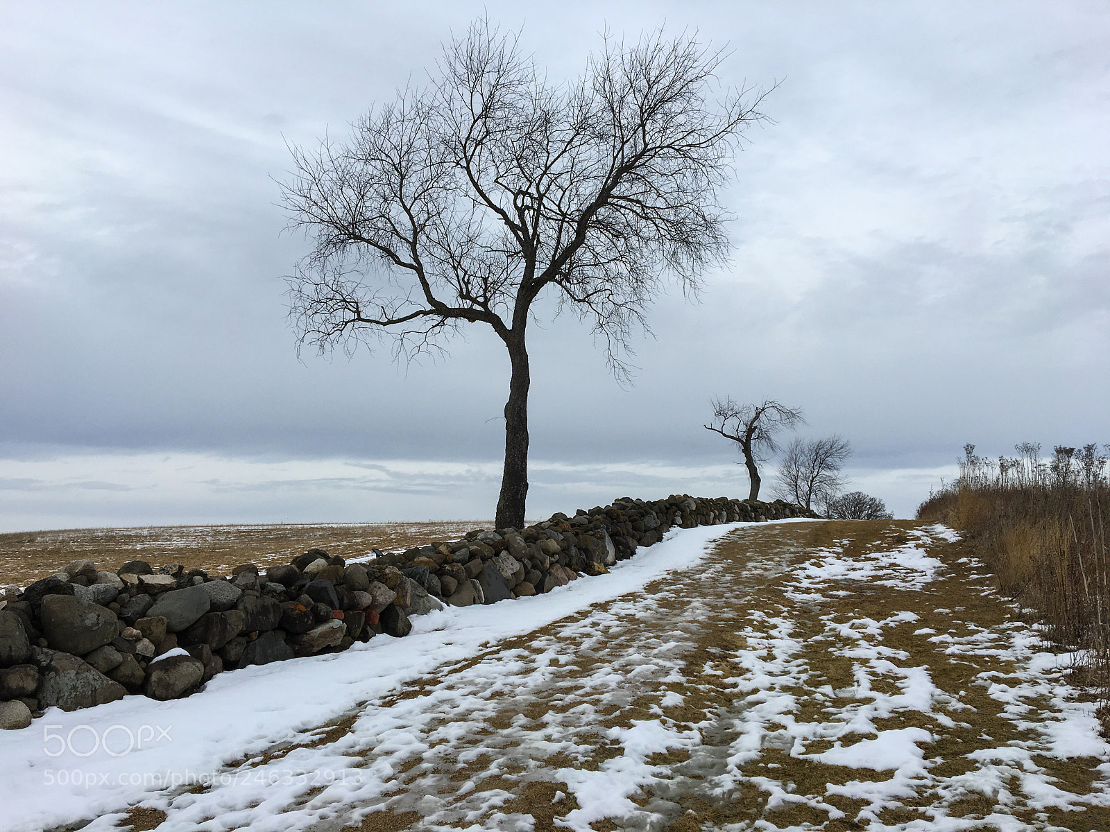 Apple iPhone 6s sample photo. February in middleton 2 photography