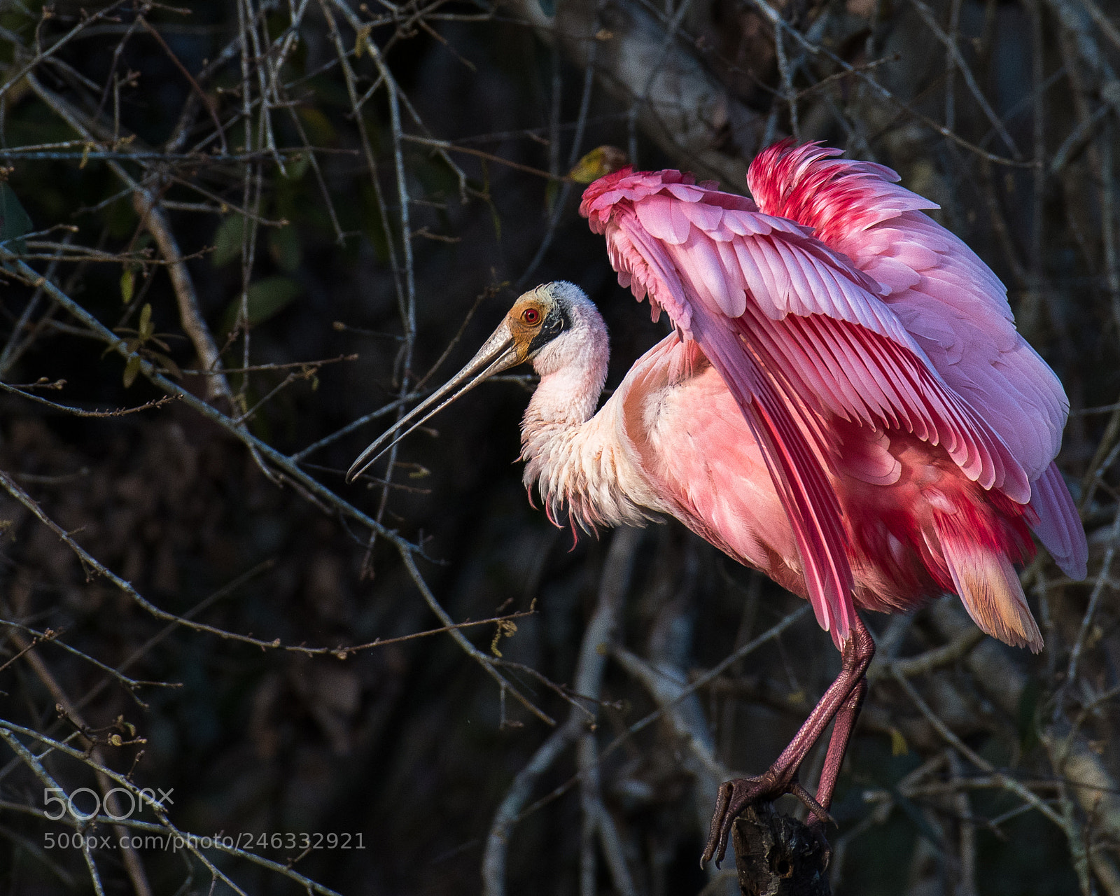 Nikon D500 sample photo. Spoonbill roseate photography