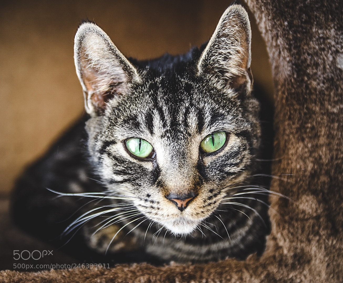 Nikon D7200 sample photo. The eyes are the photography