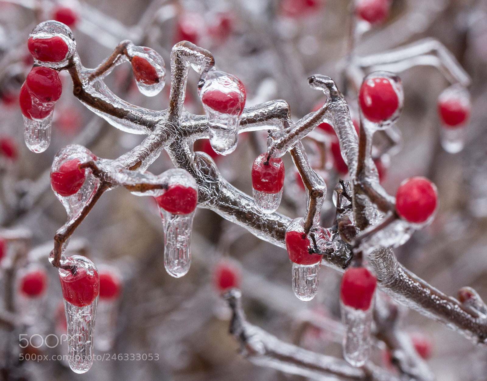 Canon EOS 60D sample photo. Frozen photography