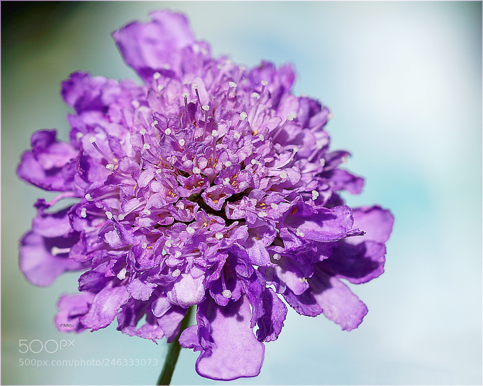 Sony ILCA-77M2 sample photo. "butterfly blue" photography