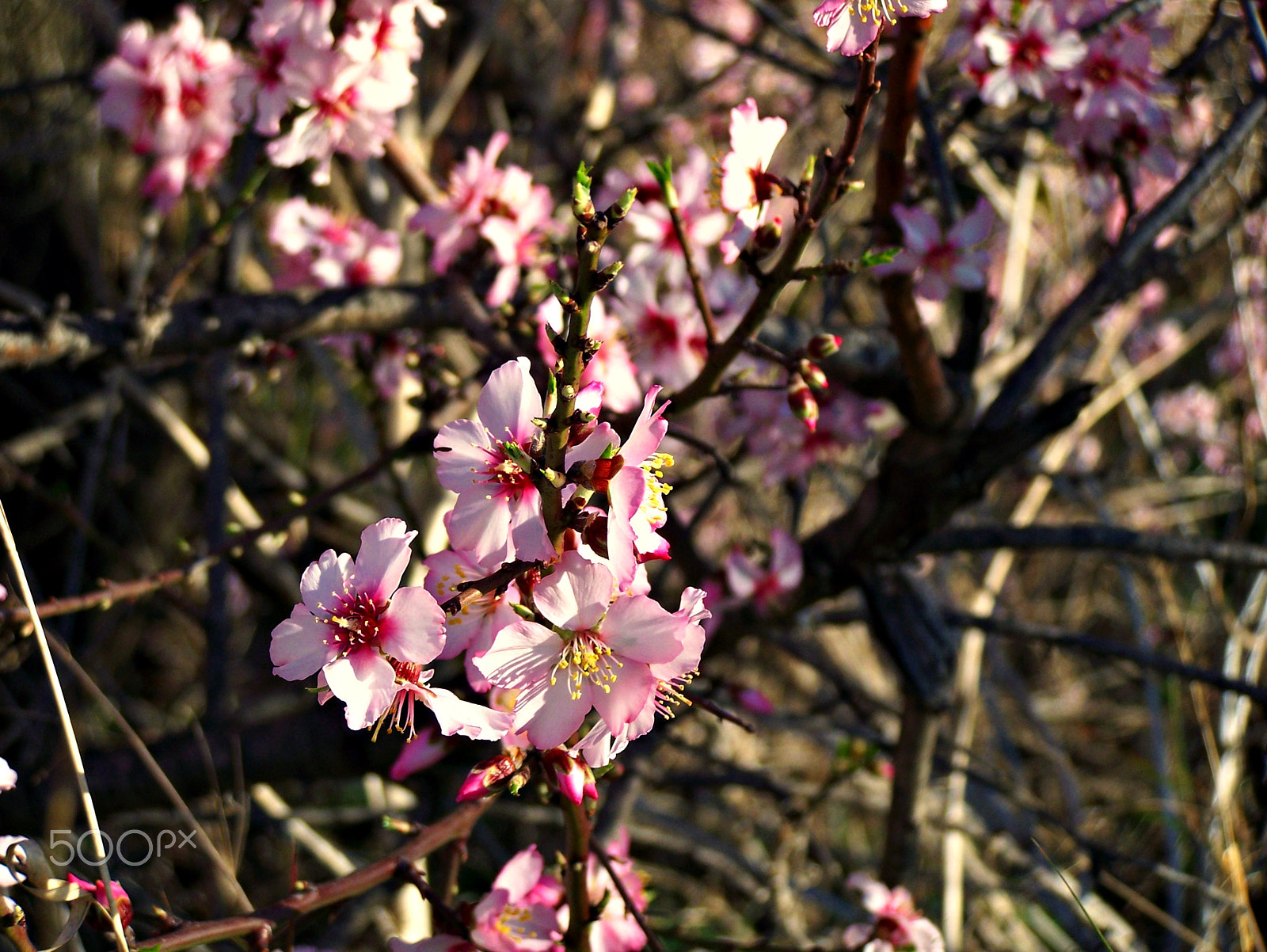 Kodak Z650 ZOOM DIGITAL CAMERA sample photo. Flor da amendoeira photography