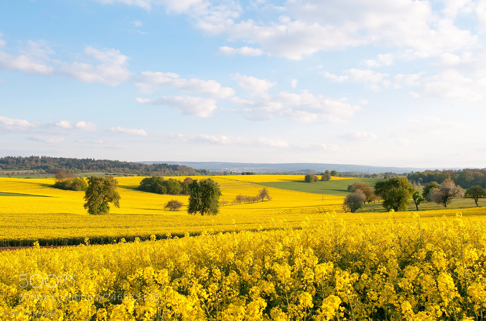 Nikon D300S sample photo. Rape field photography