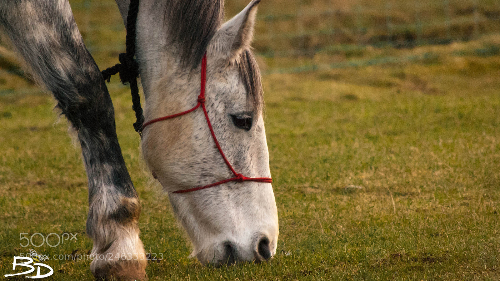 Nikon D80 sample photo. Mmmmm grass! photography