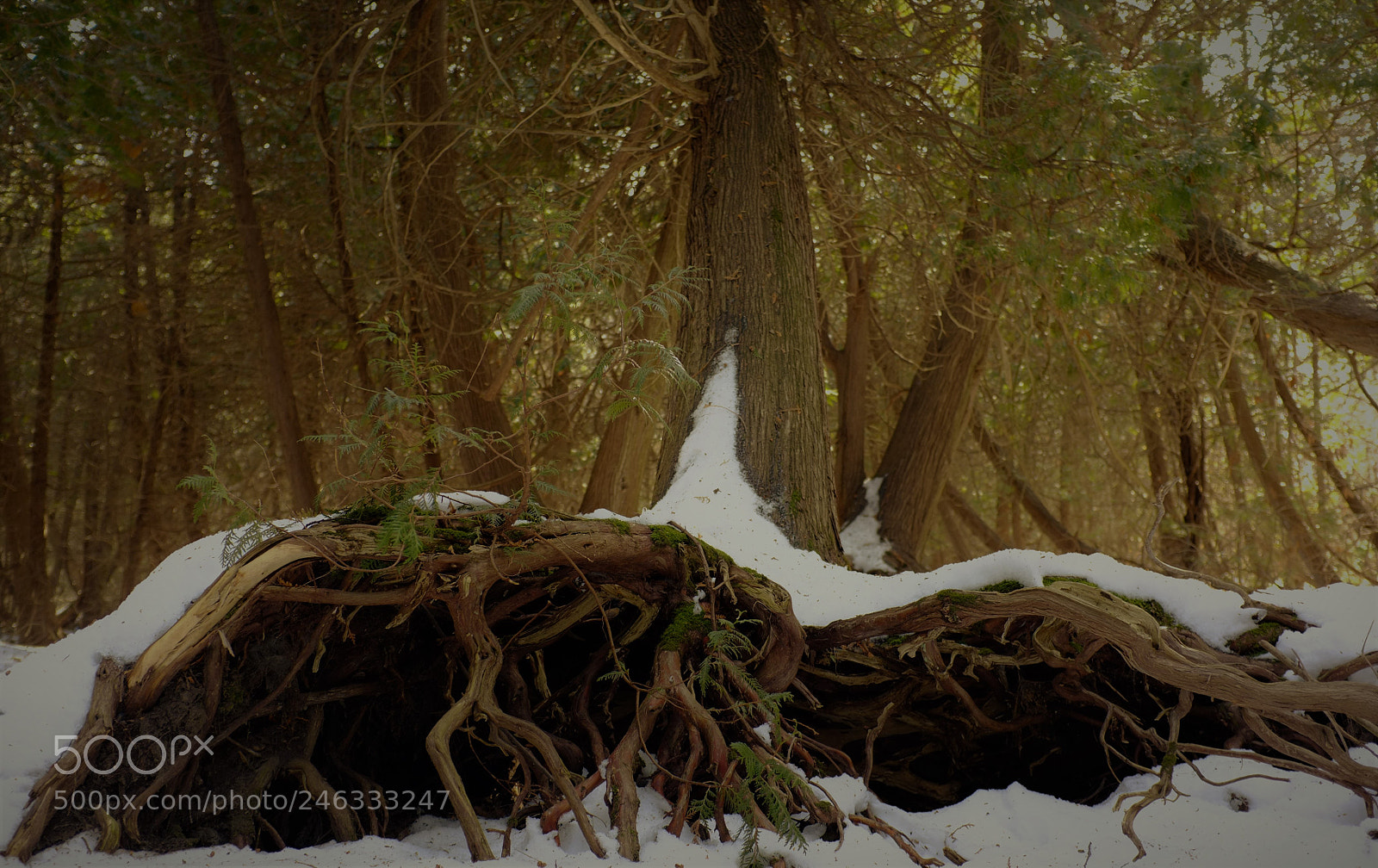 Fujifilm FinePix X100 sample photo. Roots photography