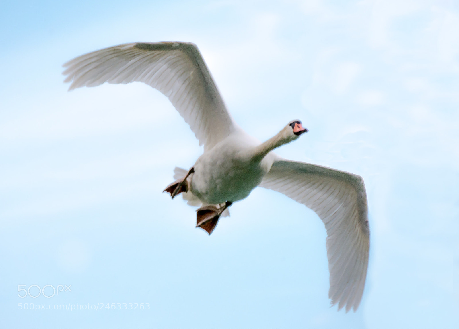 Panasonic DMC-G70 sample photo. Flying swan photography