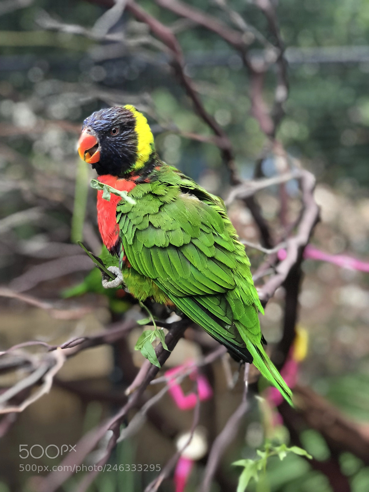 Apple iPhone 8 Plus sample photo. Colorful photography