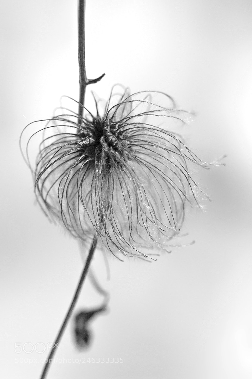 Canon EOS 700D (EOS Rebel T5i / EOS Kiss X7i) sample photo. Le toupet (the quiff) photography