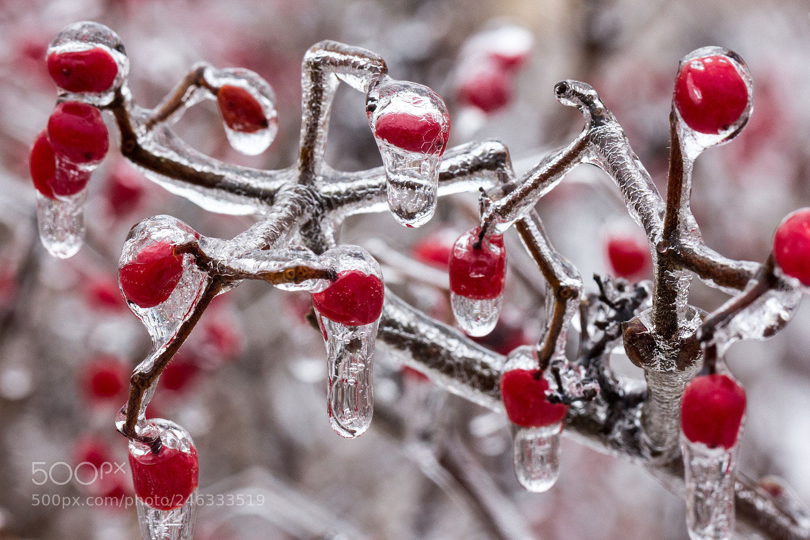 Canon EOS 60D sample photo. Frozen photography