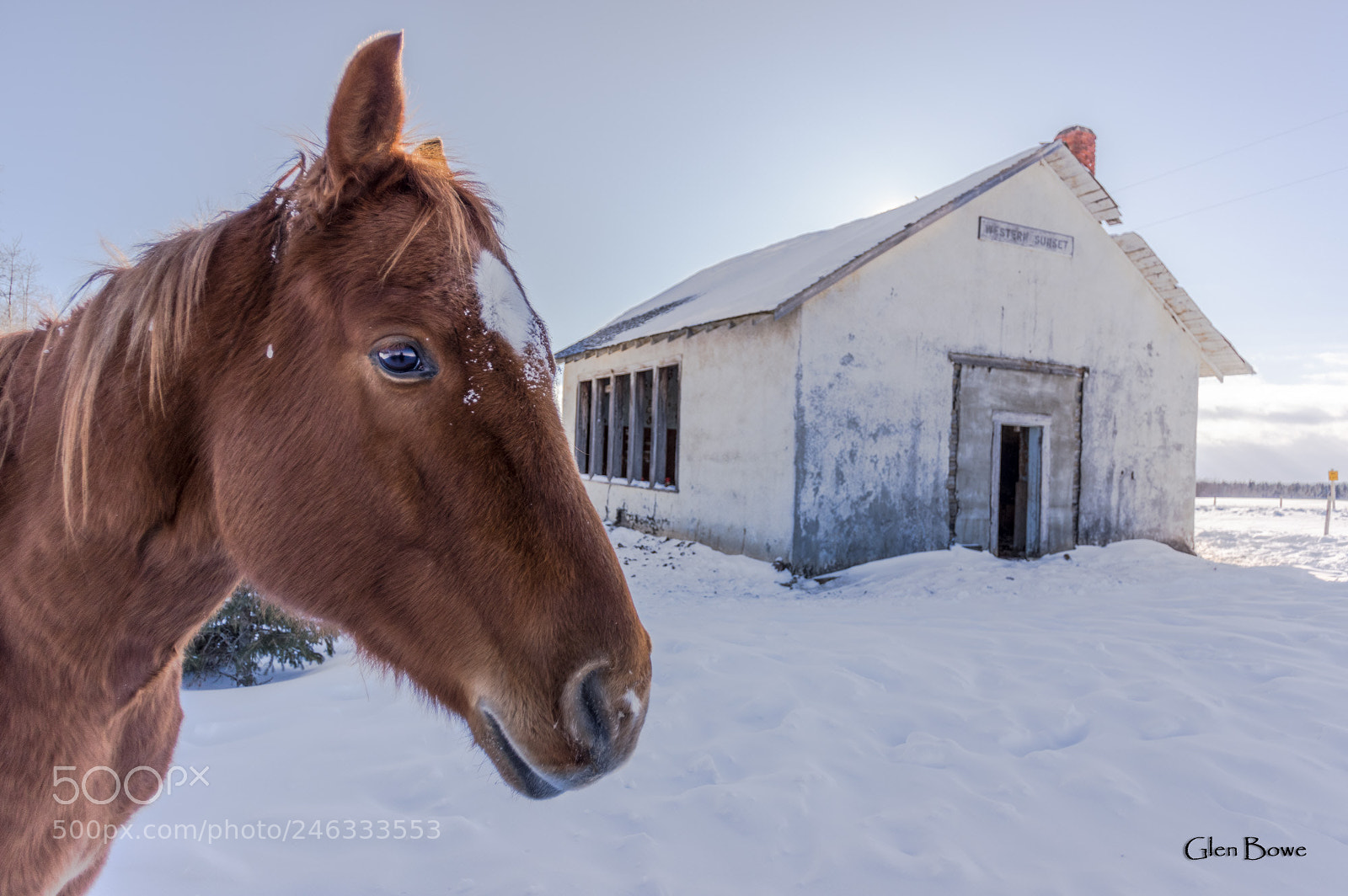 Pentax K-3 II sample photo. School and horse photography