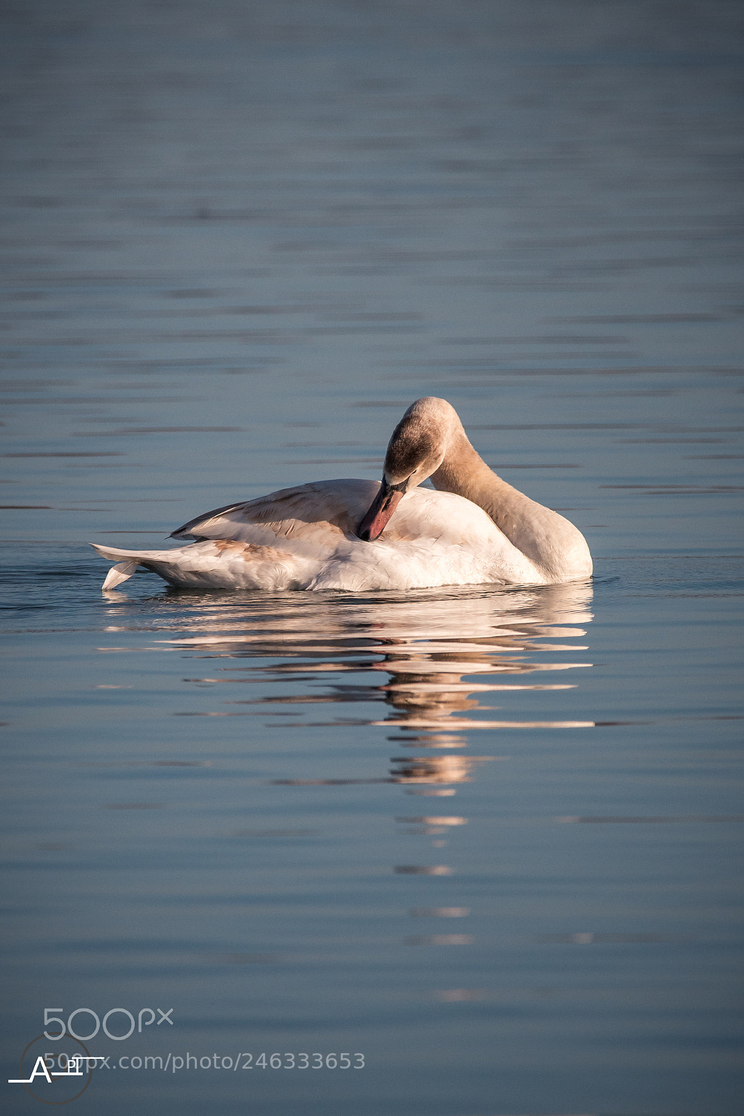 Nikon D500 sample photo. Cygne tuberculé photography