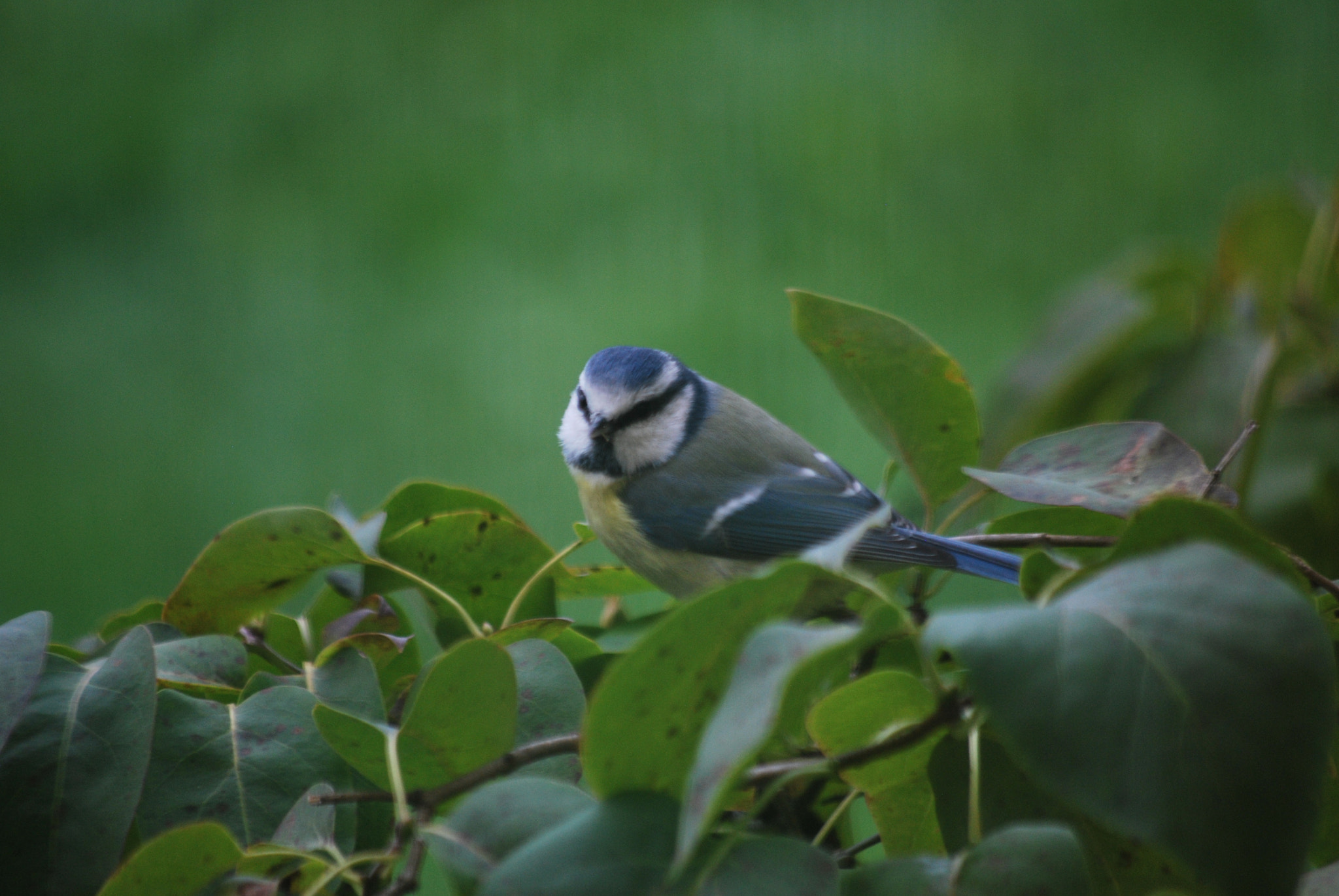Nikon D60 sample photo