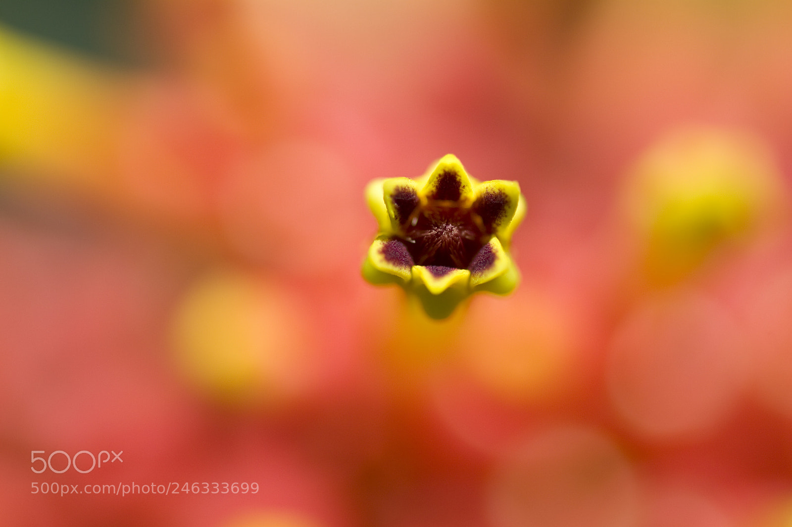 Canon EOS 50D sample photo. Tiny amarillo photography