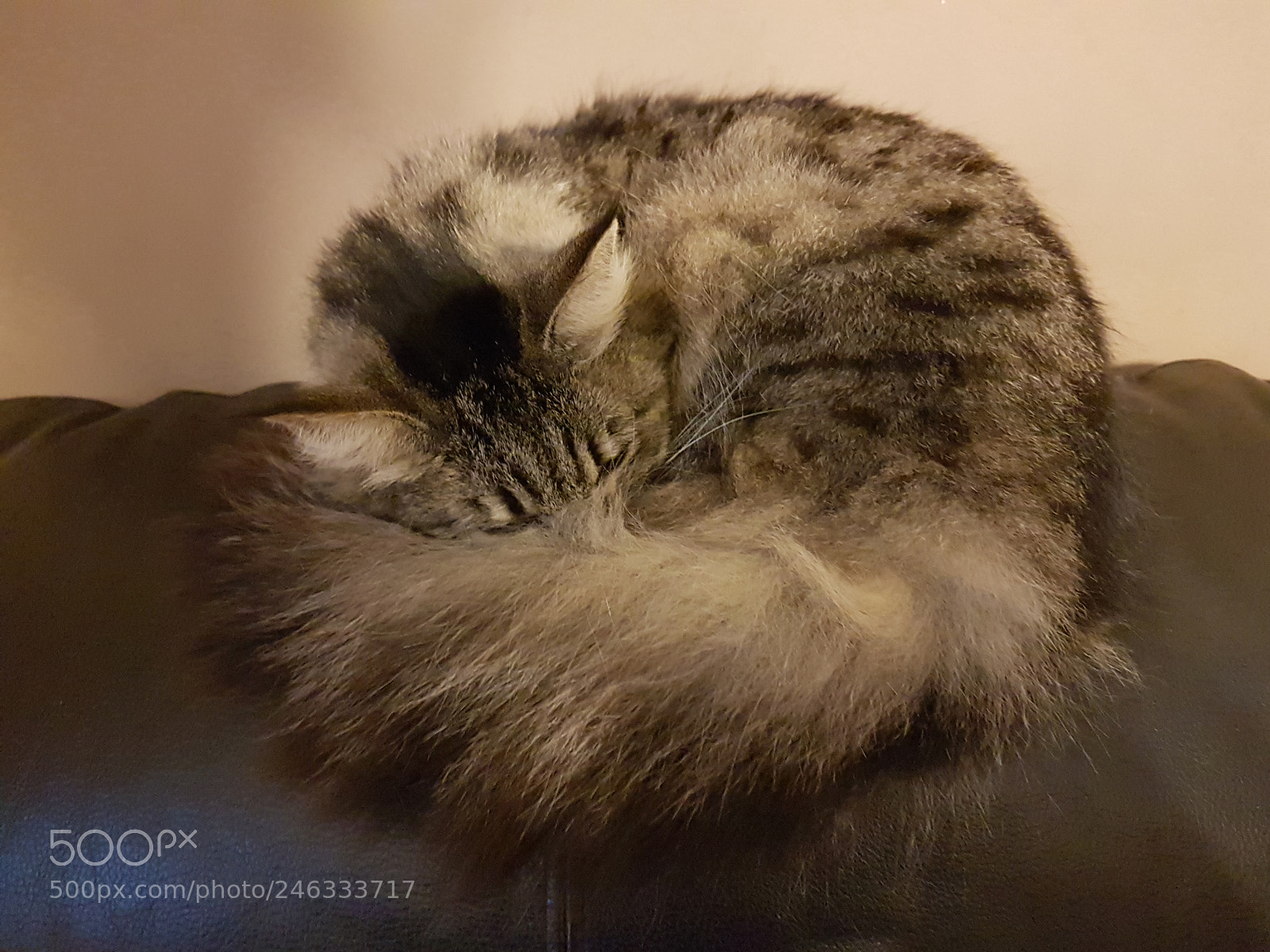 Samsung Galaxy S7 Edge sample photo. Snuggly photography