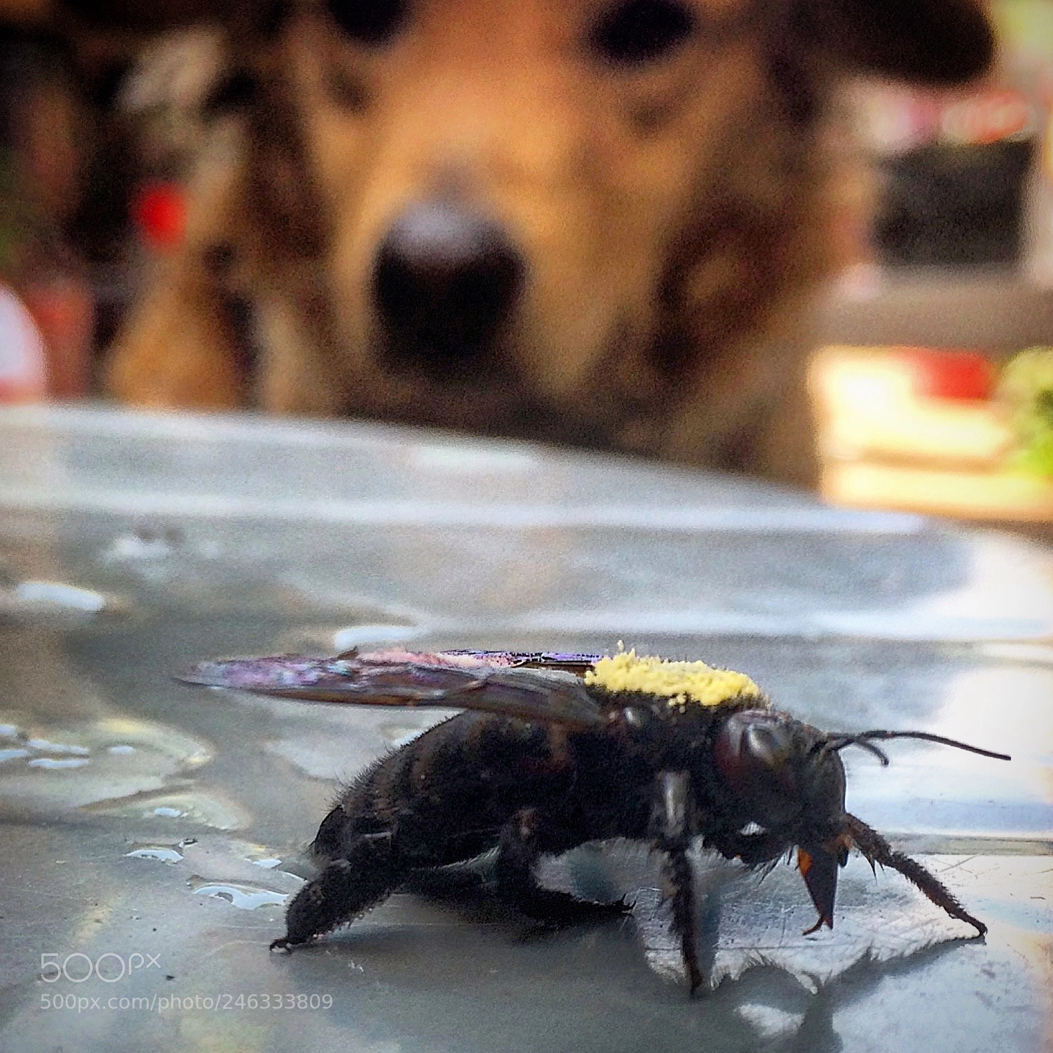 Apple iPhone 5s sample photo. Tomada en el jard photography