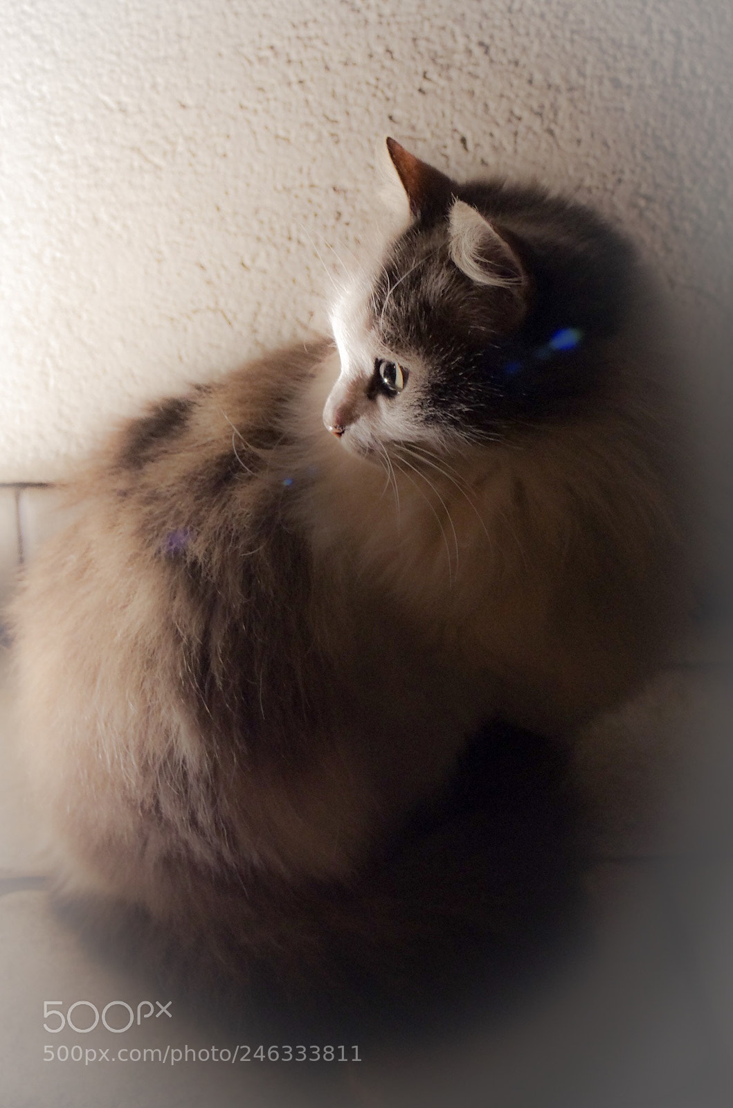 Pentax K-5 sample photo. Untitled photography