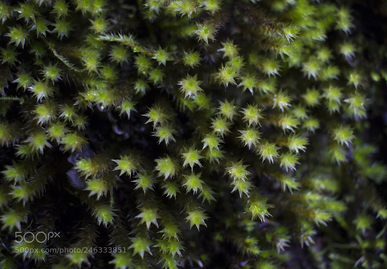 Canon EOS 600D (Rebel EOS T3i / EOS Kiss X5) sample photo. Beautiful himalayan moss photography