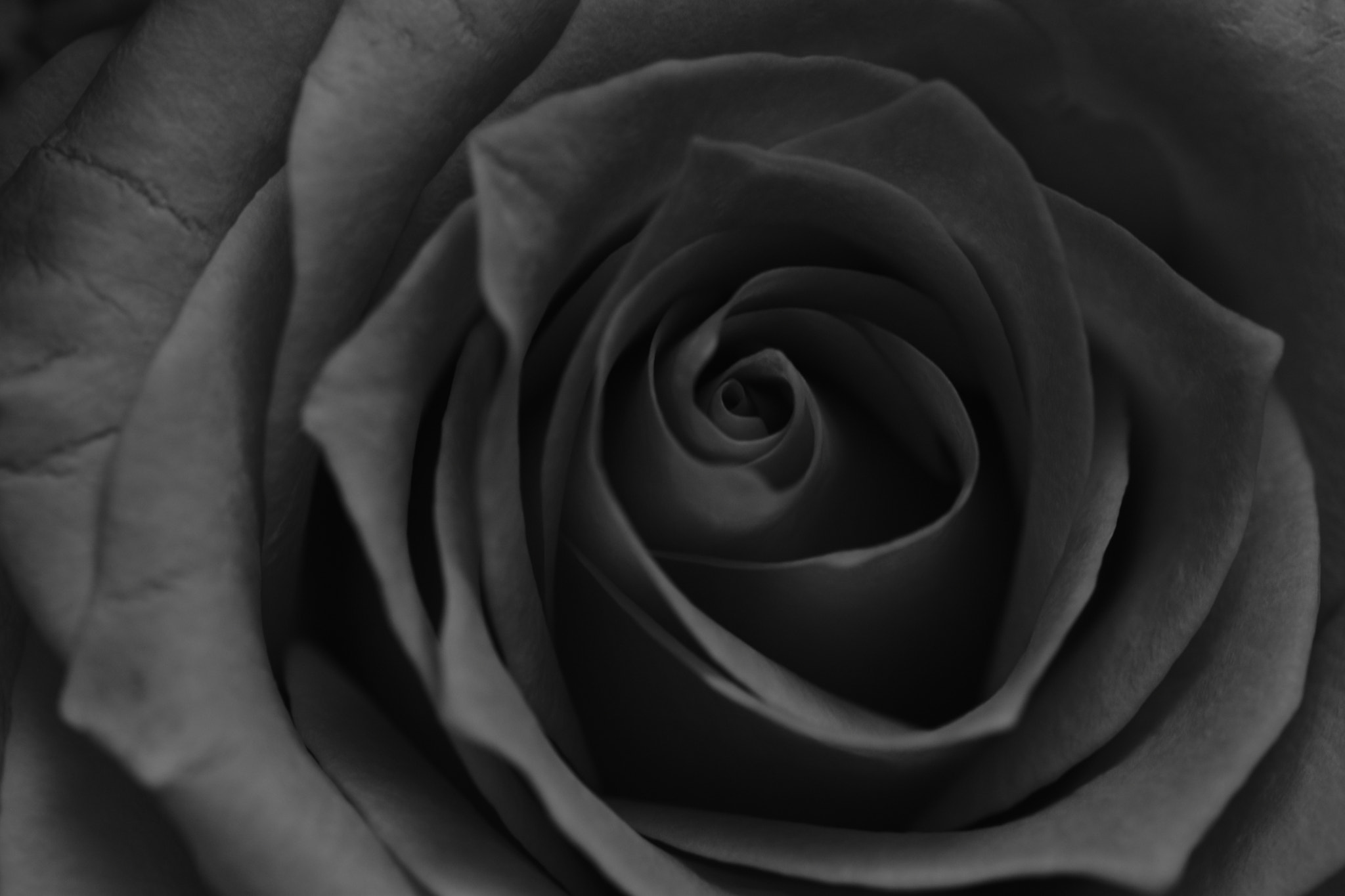 Nikon AF-S Micro-Nikkor 105mm F2.8G IF-ED VR sample photo. Black rose photography
