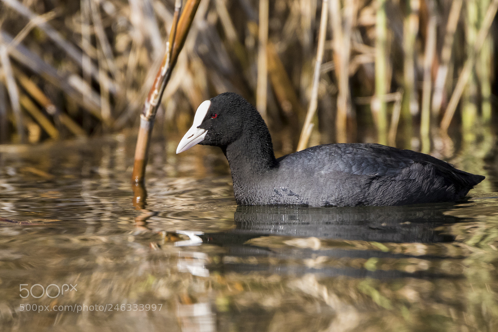 Canon EOS 7D Mark II sample photo. Nature photography
