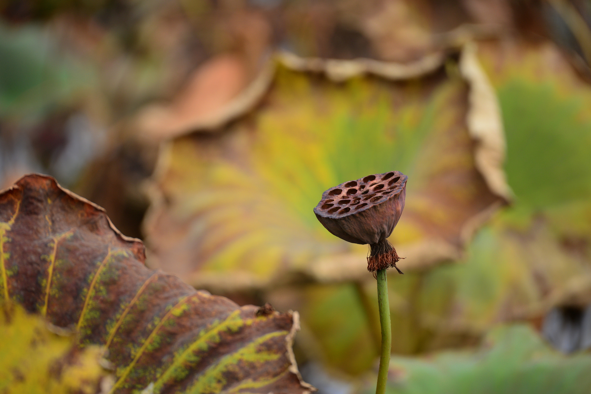 Nikon D800 sample photo
