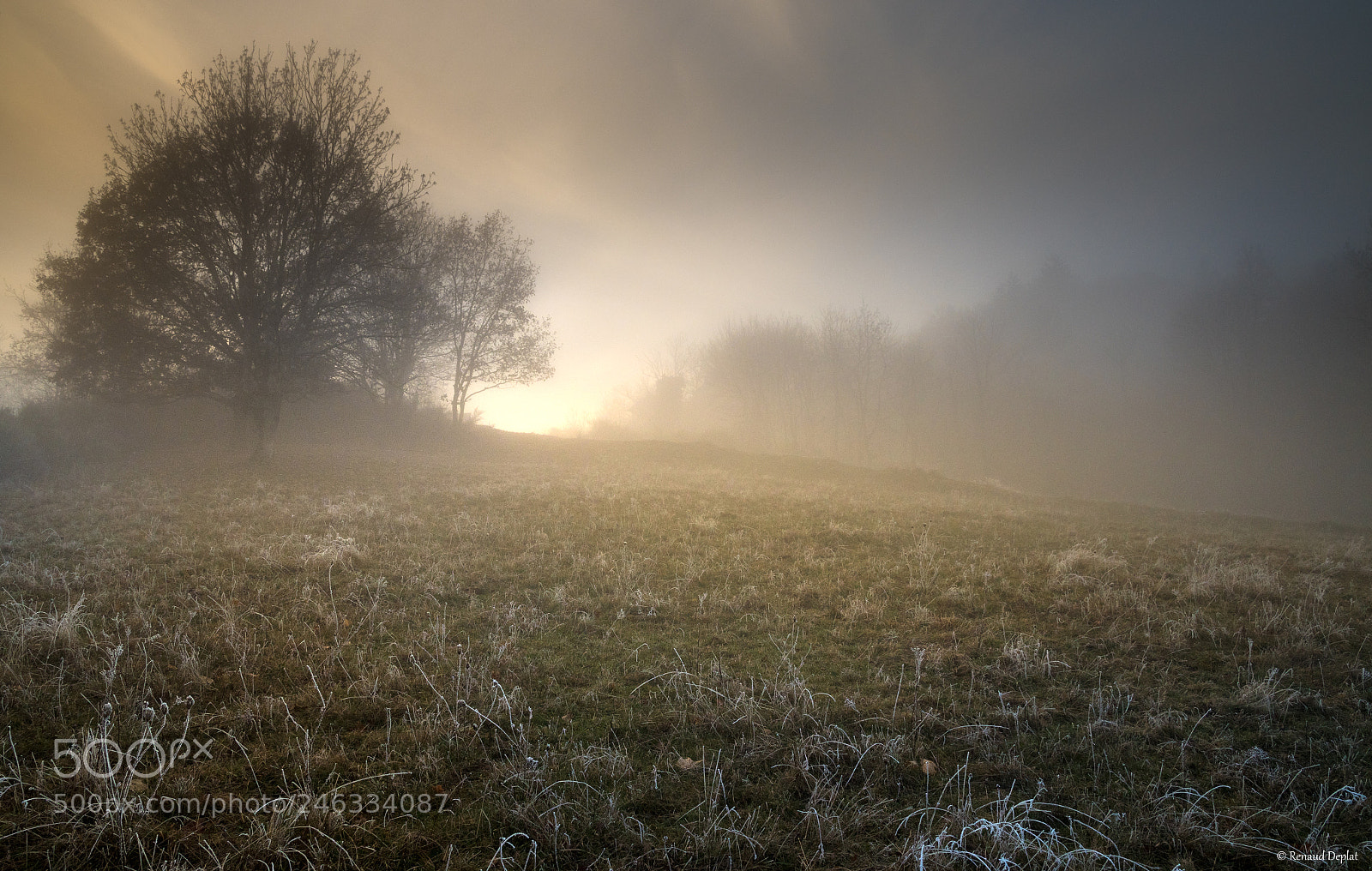 Nikon D500 sample photo. Prairie dans la brume... photography