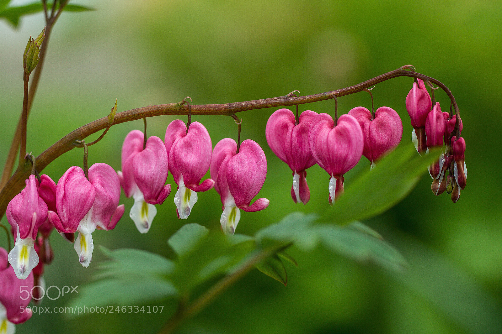 Canon EOS 7D sample photo. Bleeding heart photography