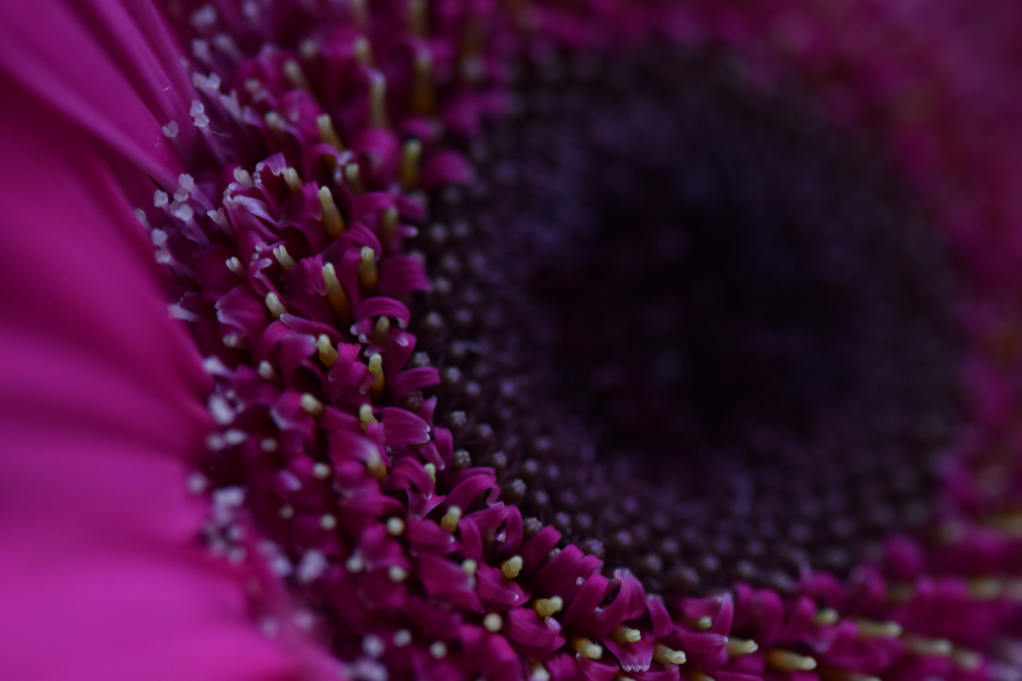Nikon AF-S Micro-Nikkor 105mm F2.8G IF-ED VR sample photo
