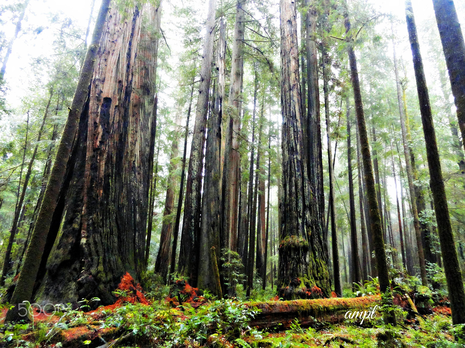 Sony Cyber-shot DSC-H55 sample photo. Tree hugger for life. photography