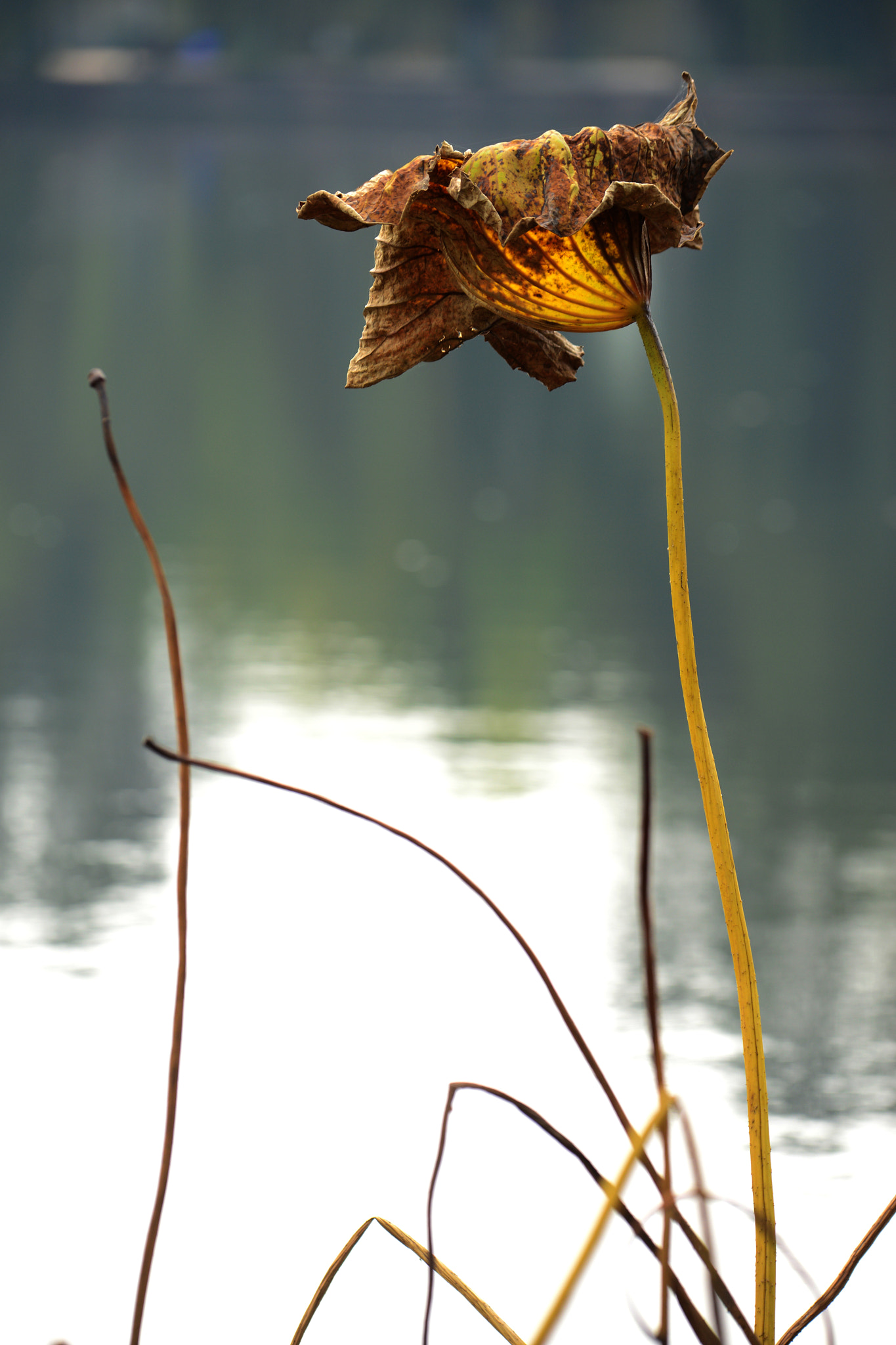 Nikon D800 sample photo