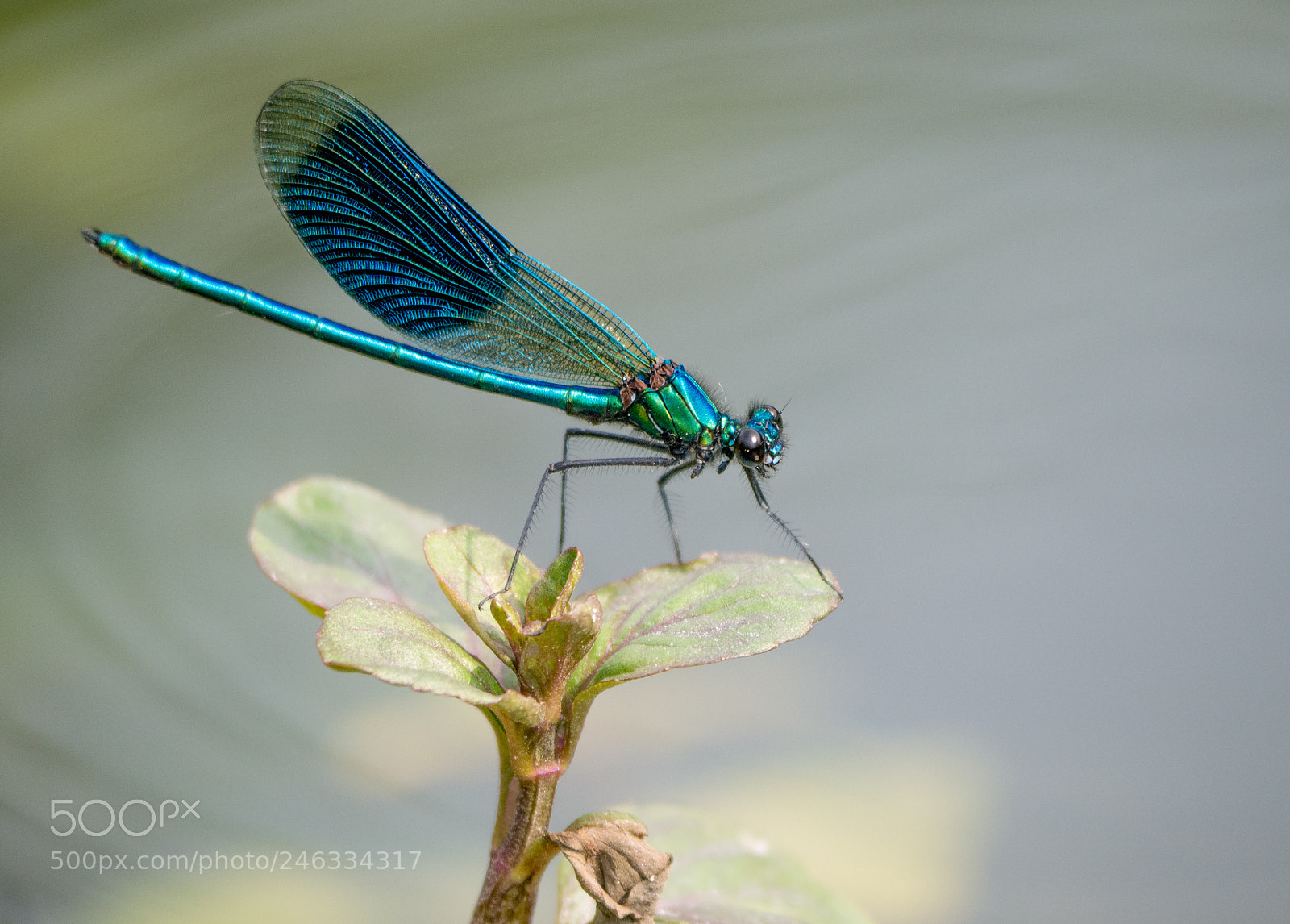 Panasonic DMC-G70 sample photo. Dragonfly photography
