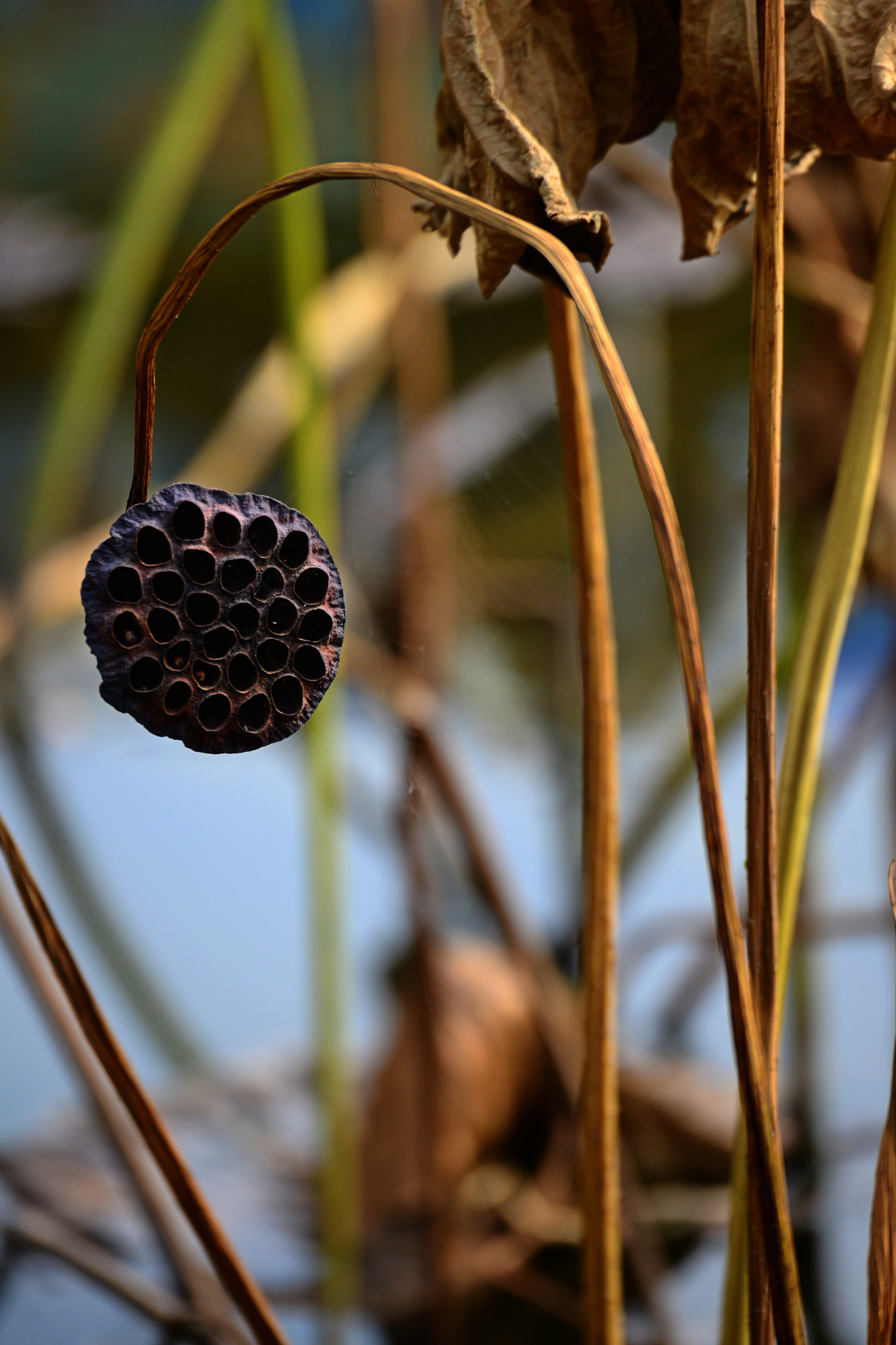 Nikon D800 sample photo