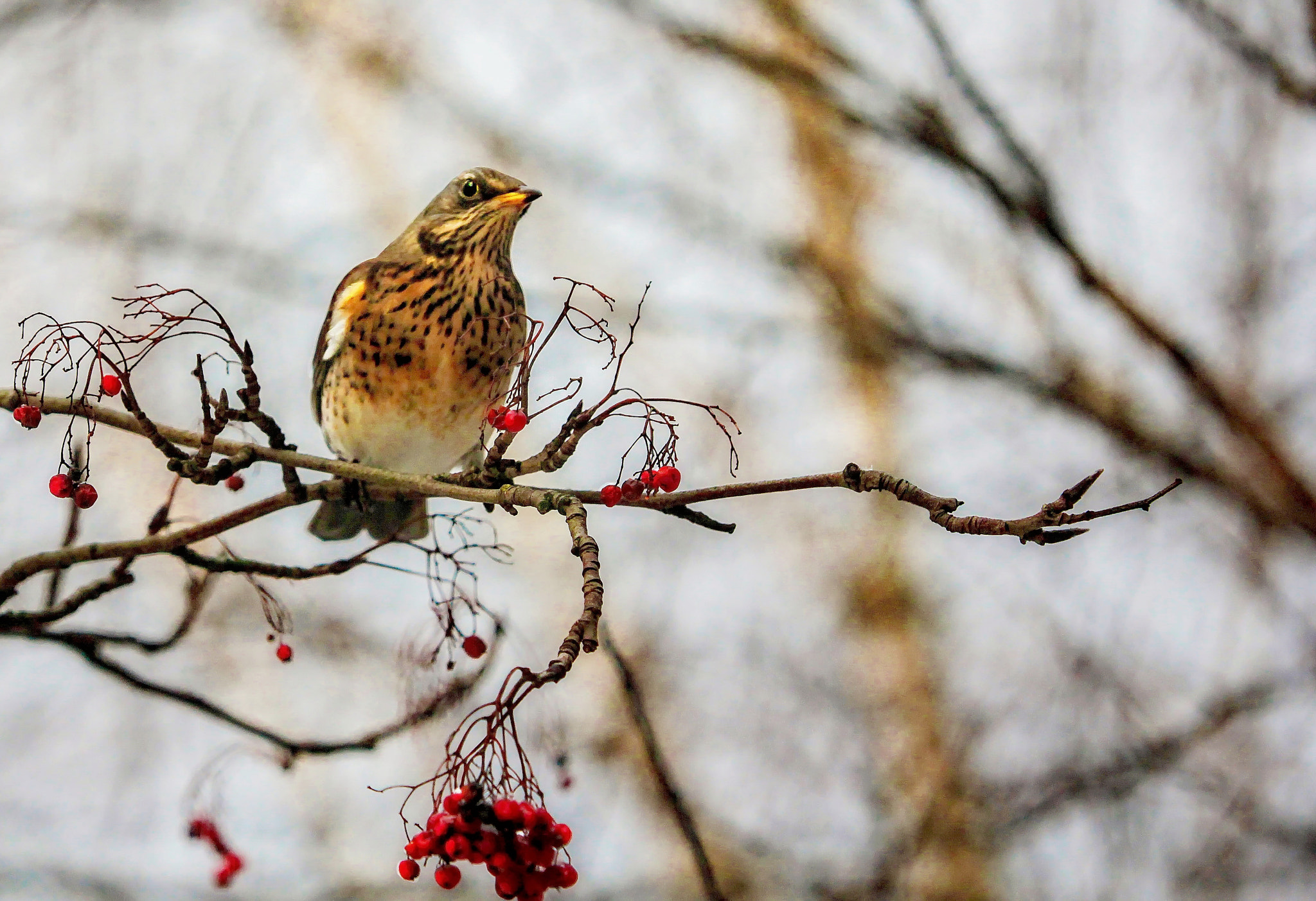 Canon EOS sample photo. Winter rowanberry photography