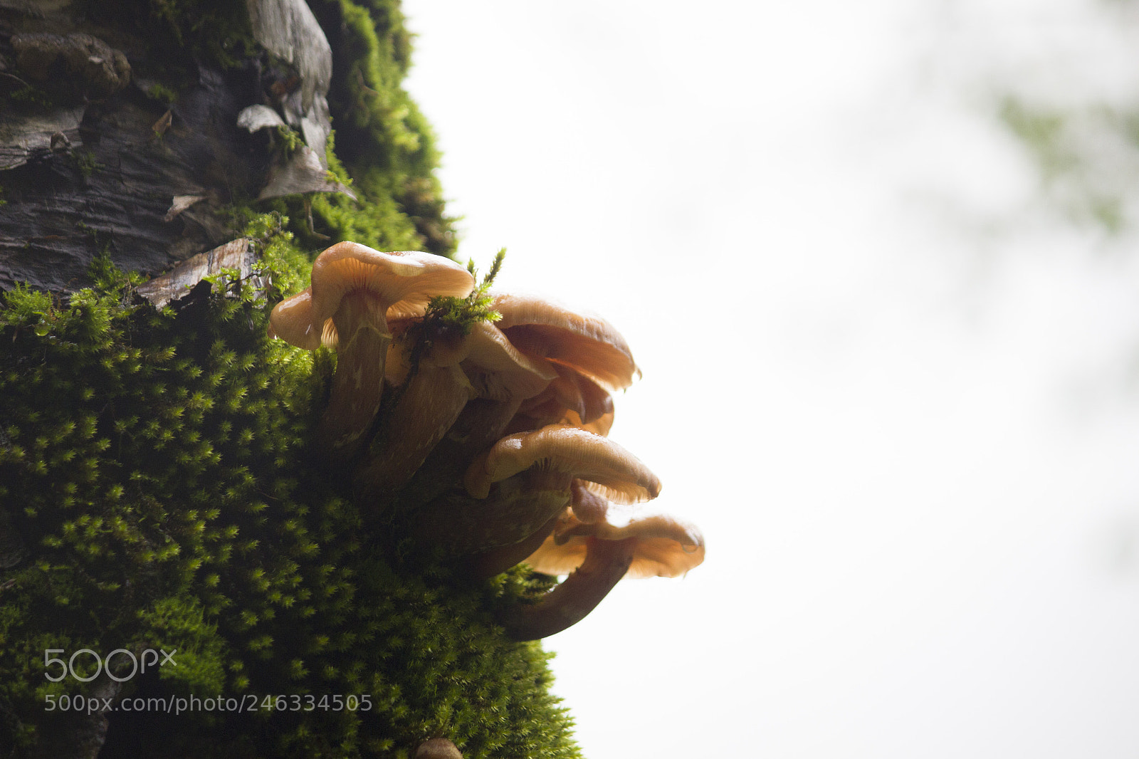 Canon EOS 600D (Rebel EOS T3i / EOS Kiss X5) sample photo. Himalayan mushrooms photography
