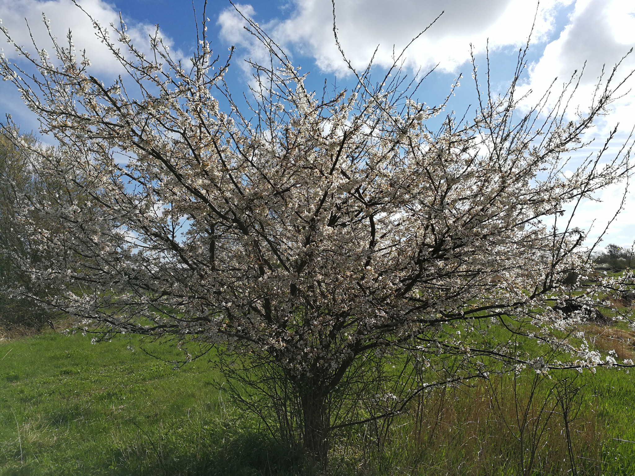 HUAWEI Mate 9 Pro sample photo. Spring tree photography