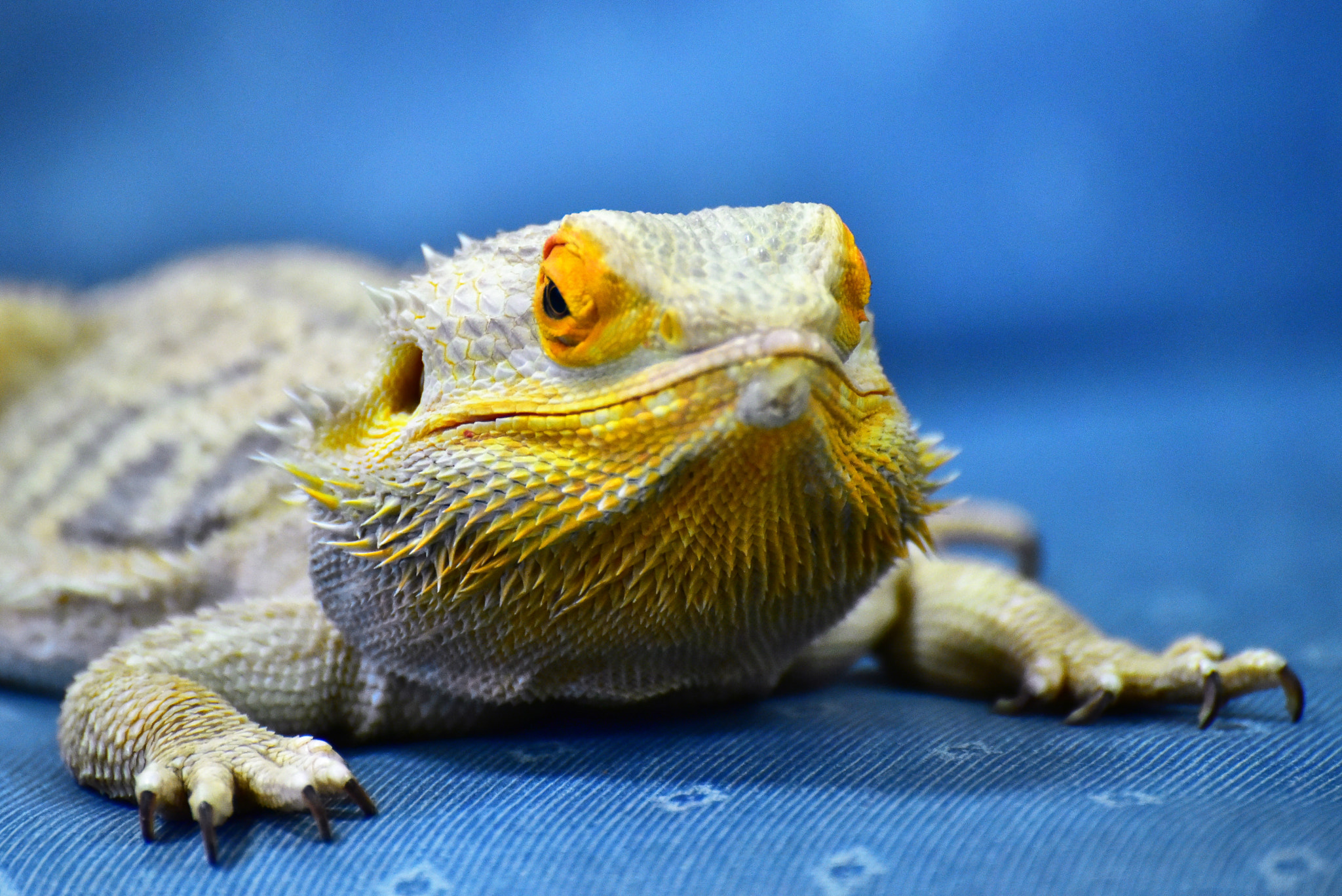 Nikon D810 sample photo. () photography